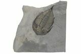 Dalmanites Trilobite Fossil - New York #219906-1